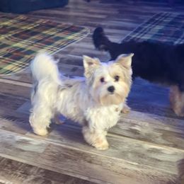 Tallulah - Yorkshire Terrier