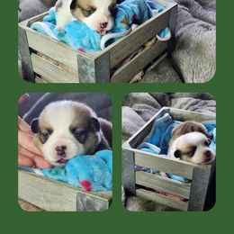 Green Collar - Sable and white male American Corgi puppy in Glenwood, Minnesota from Crystal Blue Corgi