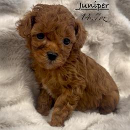 Juniper - Red and white female Shihpoo puppy in Traverse City, Michigan from Riyem Wildflower Farms