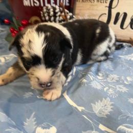 Harold - Blue merle male Australian Shepherd puppy in Marshfield, Vermont from Discovery Hill Australian Shepherds