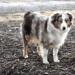 Nash - Toy Australian Shepherd