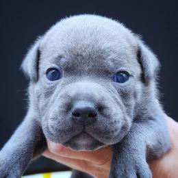 Machu Picchu - Blue male Staffordshire Bull Terrier puppy in Dallas, Texas from Wild Blue Staffords