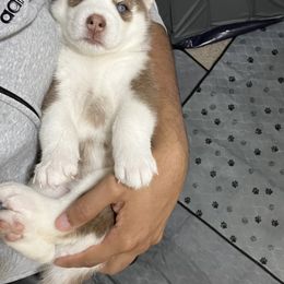Siberian Husky Puppies from Nova’s Puppy Haven