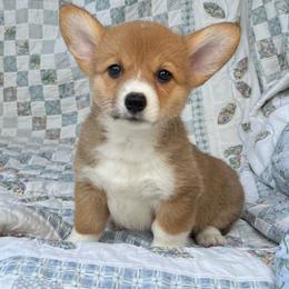 Leah - Red female Pembroke Welsh Corgi puppy in Hope, Arkansas from Foxy Knoll Farm