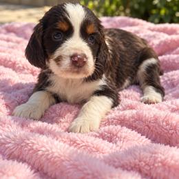 Female 1 - Tri-Roan female English Springer Spaniel puppy in Fairfield, California from Goldridge Springers