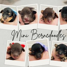 Blue Collar - Tri-color male Bernedoodle puppy in Vernon, Texas from Sugarland's Texas Goldendoodles