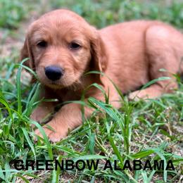 Greenbow Alabama - Dark golden male Golden Retriever puppy in Jonesboro, Arkansas from N. E. Arkansas Goldens and Doodles/ Southern Brewed Goldens