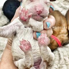 Bernedoodle and Bordoodle Puppies from Divine Doodles