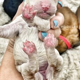 Bernedoodle and Bordoodle Puppies from Divine Doodles