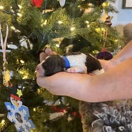 Boy 4 - Chocolate Labradoodle puppy in Texas from Freedom Pines Doodles