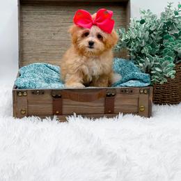 Callie - Apricot female Cavapoo puppy in Statesville, North Carolina from Doodle Babies