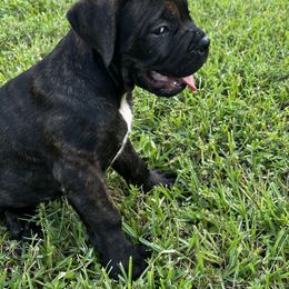 Cane Corso Puppies from Gator Country Canè Corsos