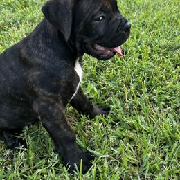 Cane Corso Puppies from Gator Country Canè Corsos