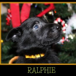 German Shepherd Puppies from Black Beauty Shepherds