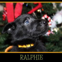 German Shepherd Puppies from Black Beauty Shepherds