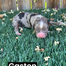 Gaston - Blue merle male Aussiedoodle puppy in Bakersfield, California from Annie's Aussies