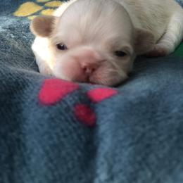 Lily May - Liver and white female Shih Tzu puppy in Milton, Florida from Shih tzu adventures of Santa Rosa Florida