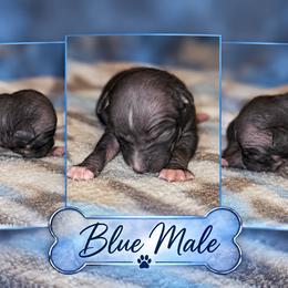Blue Male - Black tan and white male American Hairless Terrier puppy in Alabama from Flipside Dogs