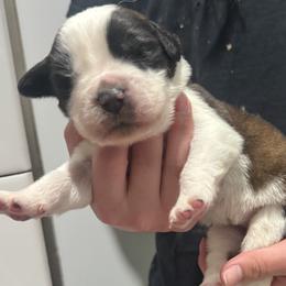 Saint Bernard Puppies from M&R SKYHAVEN SAINTS