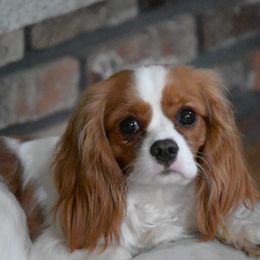 Leelou - Cavalier King Charles Spaniel