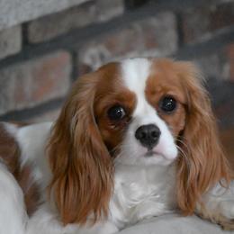 Leelou - Cavalier King Charles Spaniel