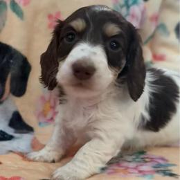 Little chocolate and cream pie - Chocolate and cream female Dachshund puppy in Mt. Pleasant, Texas from The Spotted Doxie