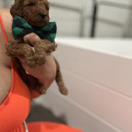 Goldendoodle Puppies from The Doodle House