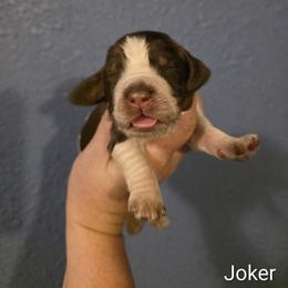 Joker - Tri-Roan male English Springer Spaniel puppy in Lake City, Florida from Thunderbird Springers