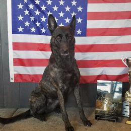 Belgian Malinois, Dutch Shepherds, and xDutch Shepherds from Von Der King Working Dogs