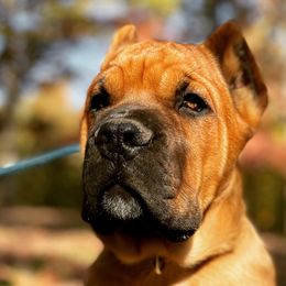 Cane Corso from De Novo Cane Corso