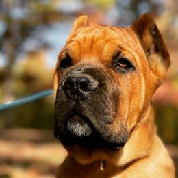 Cane Corso from De Novo Cane Corso