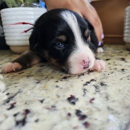 Strawberry - Black tri female Miniature Australian Shepherd puppy in Lithia, Florida from Waterford Doodle Farm