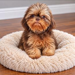 Maybell - Shih Tzu