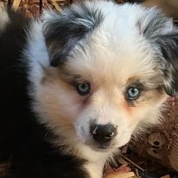 Ivy - Blue merle female Miniature Australian Shepherd puppy in Rensselaer, Indiana from Geri's Dogs