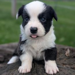Will - Black and white male Cardigan Welsh Corgi puppy in Garrett, Indiana from Chloe's Colorful Corgis