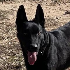 Kugz  - Belgian Malinois