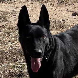 Kugz  - Belgian Malinois