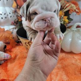 Bulldog and French Bulldog Puppies from Eclipse Bulldogs