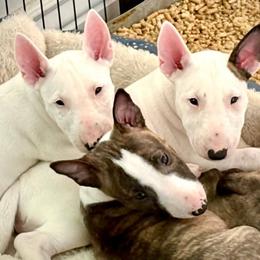 Bull Terrier and Miniature Bull Terrier Puppies from Virtue Bull Terriers & Miniature Bull Terriers
