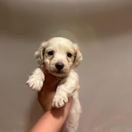 Pearl - Dapple female Dachshund puppy in Wisconsin from Three K Miniature Dachshunds