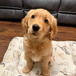 Honor - Dark golden male Golden Retriever puppy in Salt Lake City, Utah from Soaring golden retrievers