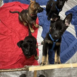 German Shepherd Puppies from Paws Of Germany