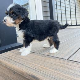 Romeo - Blue merle male Bernedoodle puppy in Holtwood, Pennsylvania from Country Ridge Puppies