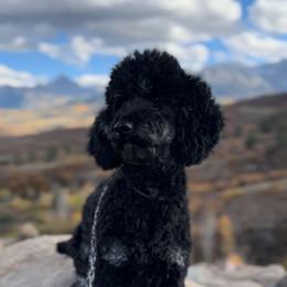 Dakota - Phantom male Goldendoodle puppy in Delta, Colorado from Blossom Dog Training