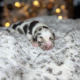 Miniature Australian Shepherd Puppies from Quartz Creek Aussies