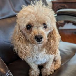 Phoebe - Poodle