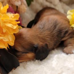 Dachshund Puppies from CLARK'S BREEDING PROGRAM