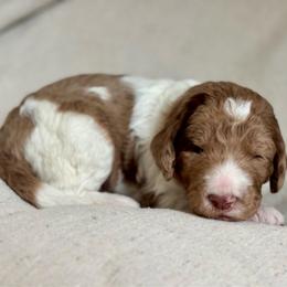 Brown - Merle female Goldendoodle puppy in Hesperia, Michigan from Red Acres Poodles & Doodles