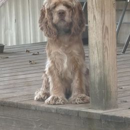 Honey - Cocker Spaniel