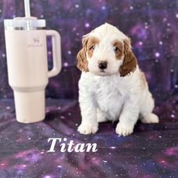 Titan - Apricot male Cavapoo puppy in Sun City, Arizona from AZ Cavapoos